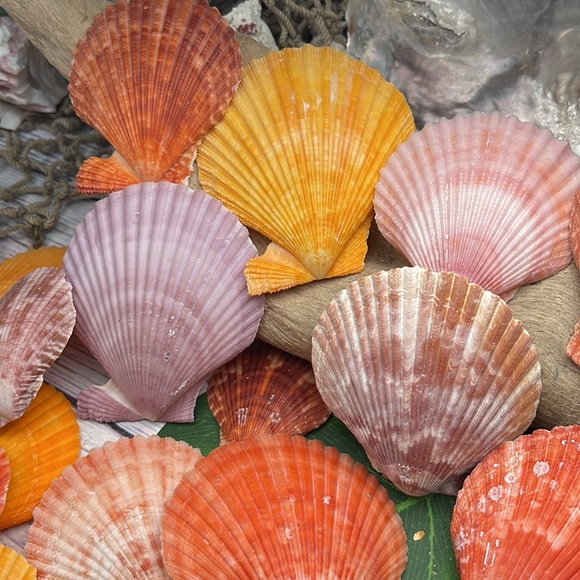 Gorgeous Lot of Colorful Unique Scallop Shells DIY Crafting Collecting Bundle - Picture 5 of 12
